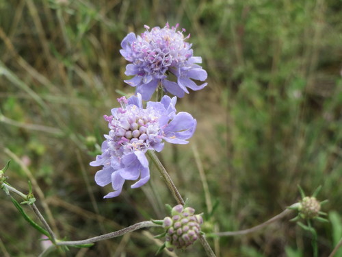 Scabiosa canescens (Gray Pincushion Flower)
