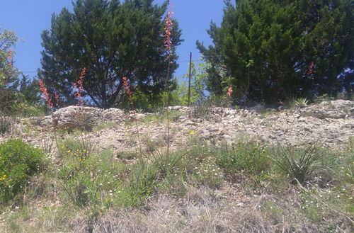 Hesperaloe (alternate view 2)