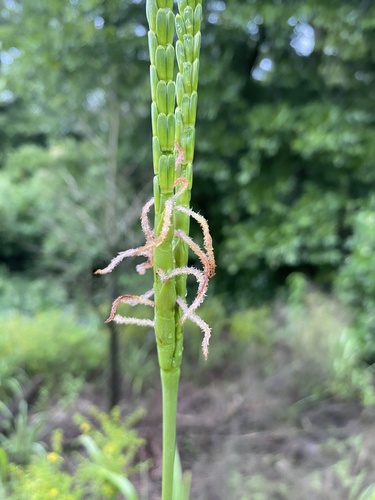 Tripsacum dactyloides (eastern gamagrass)