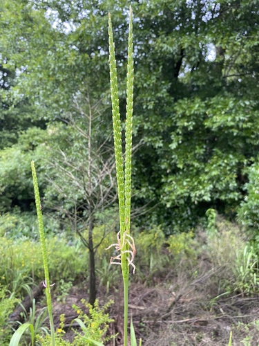 Tripsacum dactyloides (eastern gamagrass) (alternate view 2)