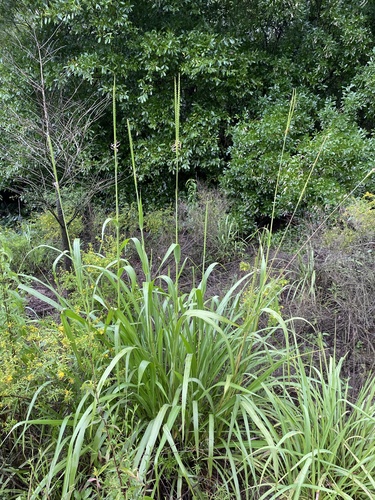 Tripsacum dactyloides (eastern gamagrass) (alternate view 3)