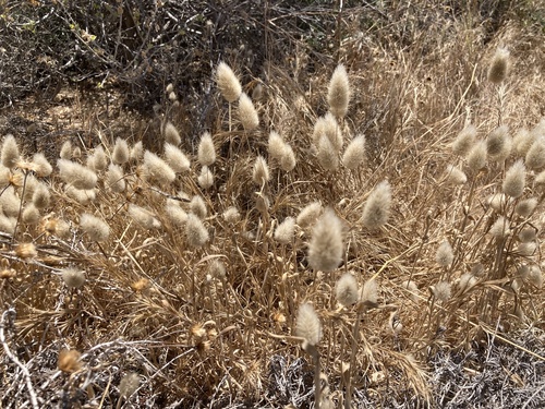 Lagurus ovatus (Hare's Tail Grass)
