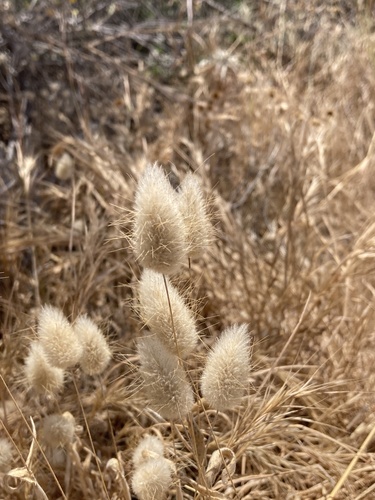 Lagurus ovatus (Hare's Tail Grass)