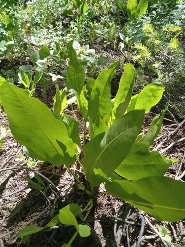 Wyethia amplexicaulis (Northern Mule's Ear)