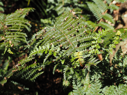 Polystichum proliferum (mother shield-fern) (alternate view 5)