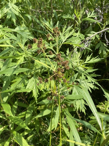Scirpus atrovirens (dark green bulrush) (alternate view 4)