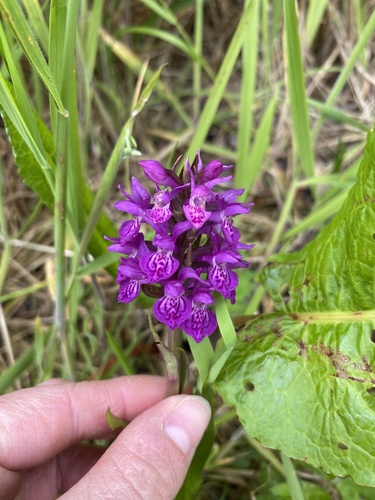 Dactylorhiza purpurella (Northern Marsh-orchid)