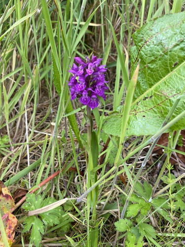 Dactylorhiza purpurella (Northern Marsh-orchid)