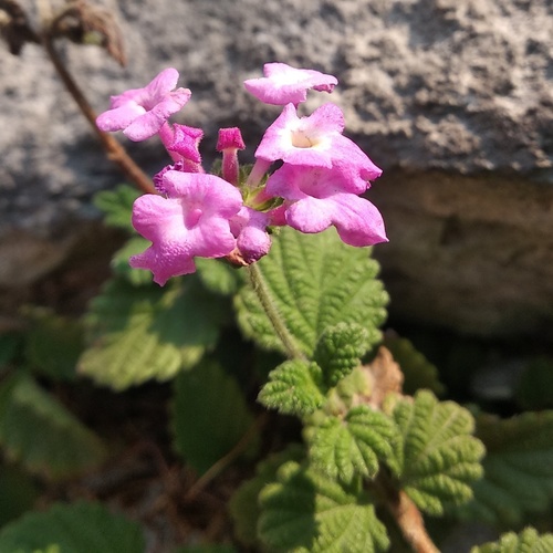 Lantana montevidensis (creeping lantana) (alternate view 10)