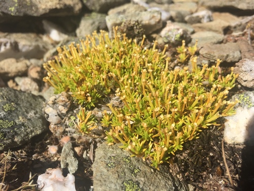 Scleranthus biflorus (alternate view 9)