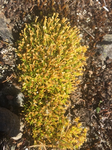 Scleranthus biflorus (alternate view 10)