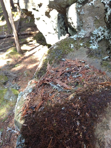 Frullania tamarisci (Tamarisk Scalewort) (alternate view 3)