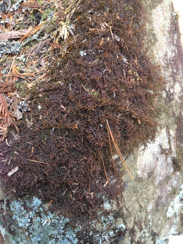 Frullania tamarisci (Tamarisk Scalewort) (alternate view 4)
