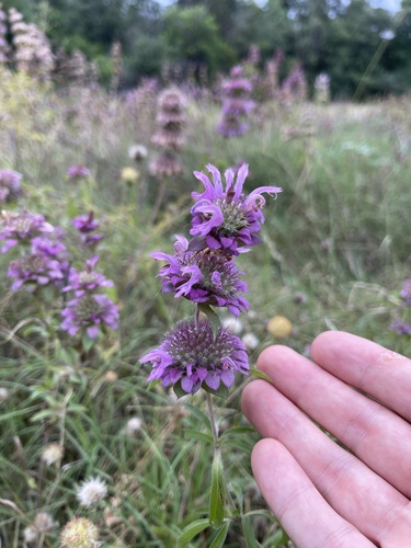 Monarda citriodora (lemon beebalm)