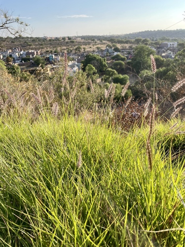 Cenchrus ciliaris (buffelgrass) (alternate view 5)