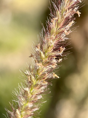 Cenchrus ciliaris (buffelgrass) (alternate view 4)