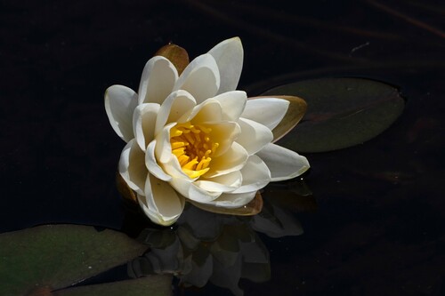 Nymphaea odorata (American white waterlily)