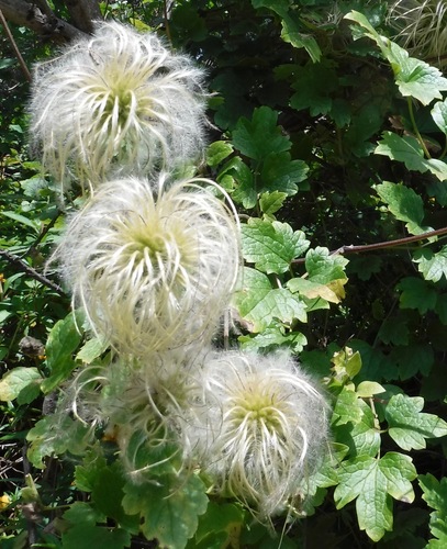 Clematis lasiantha (Pipestem Clematis)