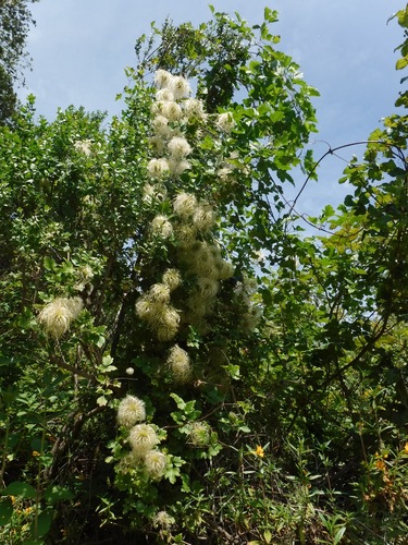 Clematis lasiantha (Pipestem Clematis) (alternate view 2)
