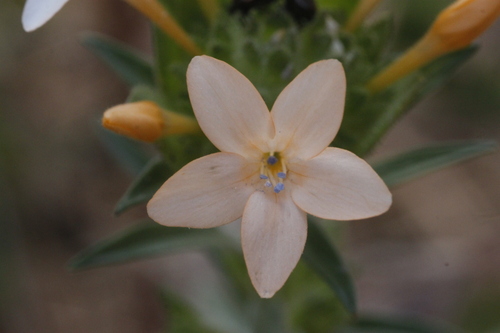 Collomia grandiflora (grand collomia) (alternate view 3)