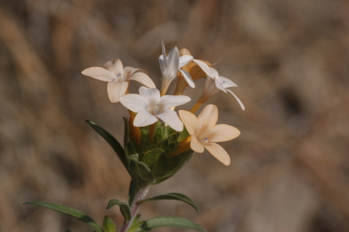 Collomia grandiflora (grand collomia) (alternate view 2)