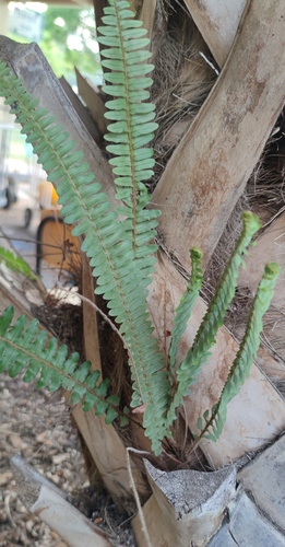 Nephrolepis exaltata (Boston Fern)