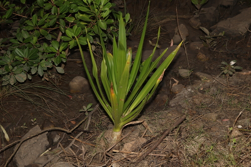 Crinum pedunculatum (mangrove lily)