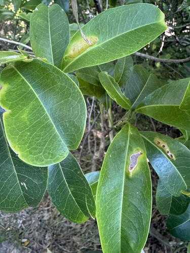 Acronychia imperforata (Beach Acronychia)