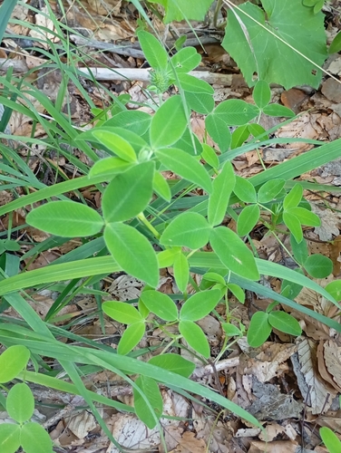 Trifolium medium (Zigzag Clover)