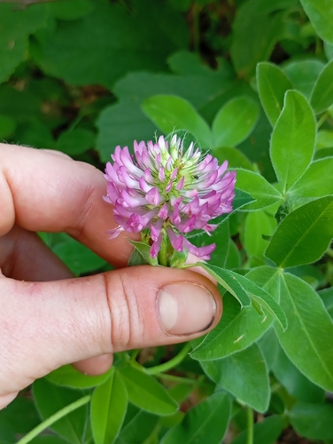 Trifolium medium (Zigzag Clover)