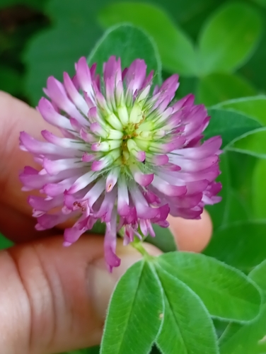 Trifolium medium (Zigzag Clover)