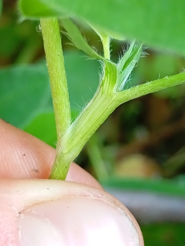 Trifolium medium (Zigzag Clover)