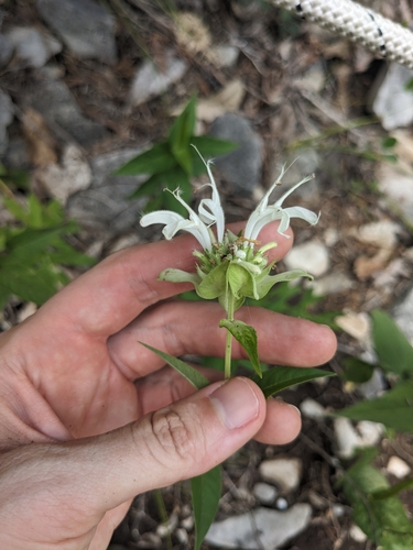 Monarda spp. (Bee Balm Mix) (alternate view 2)