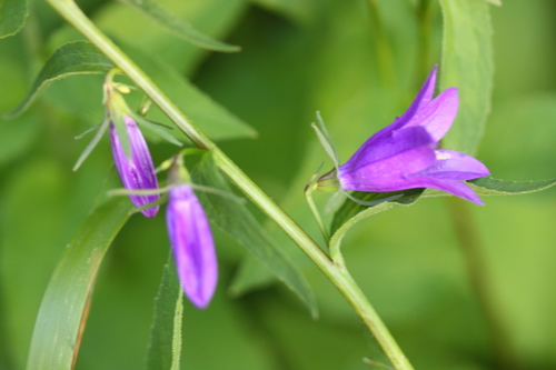 Campanula rapunculoides (Creeping Bellflower)