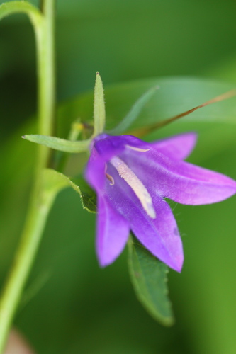 Campanula rapunculoides (Creeping Bellflower)