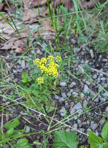 Lomatium utriculatum (Spring Gold Biscuitroot)
