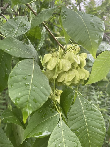 Ptelea trifoliata (common hoptree) (alternate view 4)