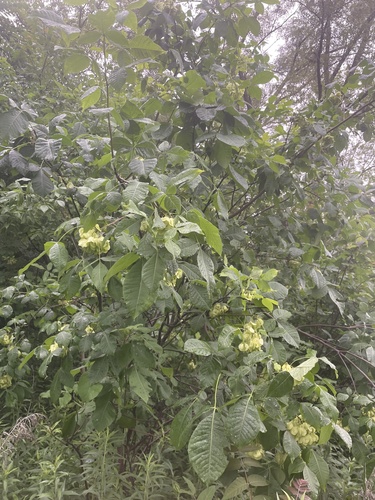 Ptelea trifoliata (common hoptree) (alternate view 5)
