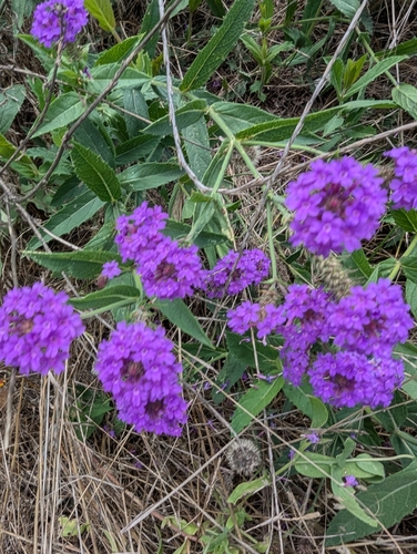 Verbena rigida (Rigid Verbena)