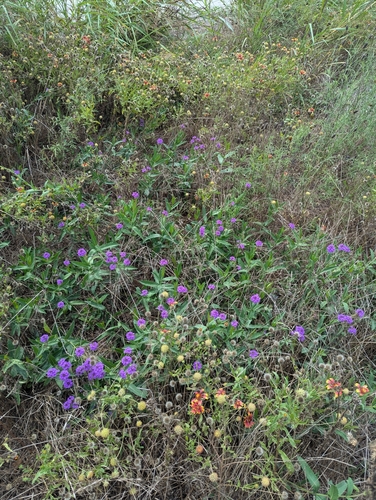 Verbena rigida (Rigid Verbena)