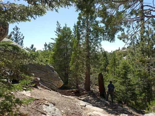 Sequoiadendron giganteum (giant sequoia) (alternate view 4)