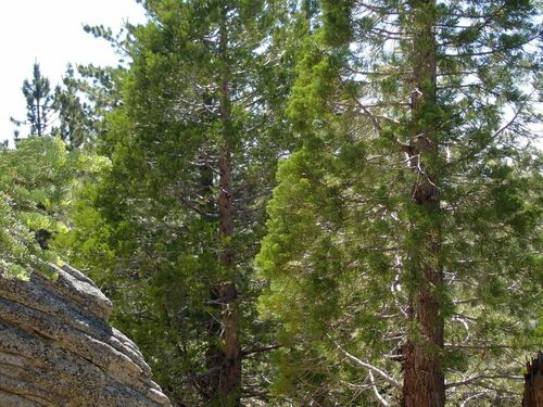 Sequoiadendron giganteum (giant sequoia) (alternate view 5)
