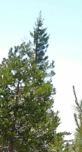 Sequoiadendron giganteum (giant sequoia) (alternate view 6)