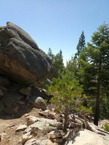 Sequoiadendron giganteum (giant sequoia) (alternate view 7)
