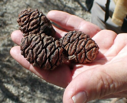 Sequoiadendron giganteum (giant sequoia) (alternate view 8)