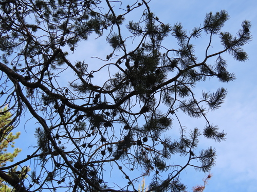 Pinus contorta var. latifolia (Lodgepole Pine) (alternate view 2)