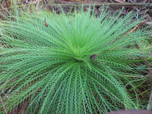 Eryngium (Eryngos) (alternate view 7)