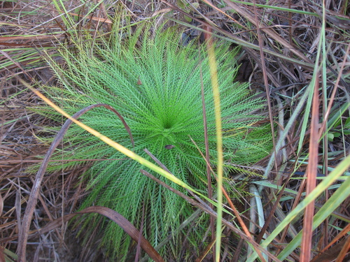 Eryngium (Eryngos) (alternate view 8)