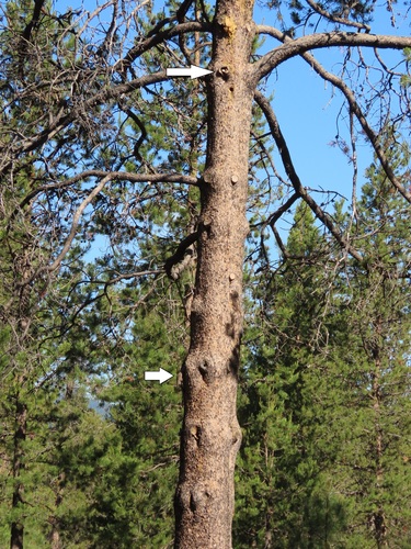 Pinus contorta var. latifolia (Lodgepole Pine) (alternate view 3)