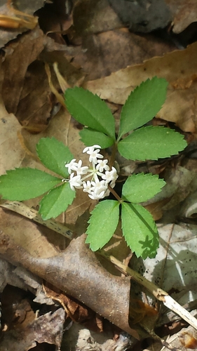 Panax trifolius (dwarf ginseng) (alternate view 5)